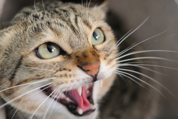 Companion Animal Behaviour – Part 4