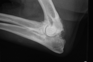 Osteoarthritis in Dogs and Cats