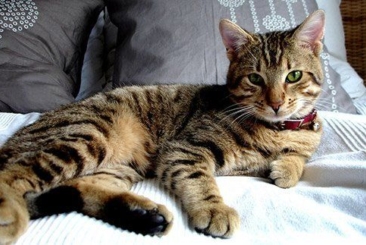Feline Medicine Update – Part 1