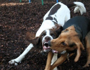 Companion Animal Behaviour – Part 1
