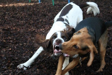 Companion Animal Behaviour – Part 1