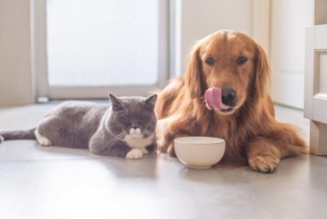 Small Animal Nutrition