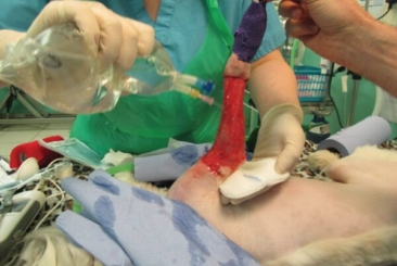 Wound Management in Dogs and Cats
