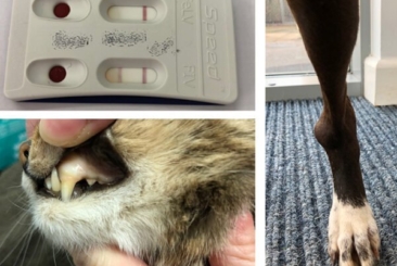 Small Animal Infectious Diseases
