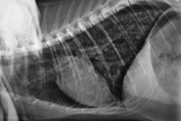Respiratory Disease in Dogs and Cats