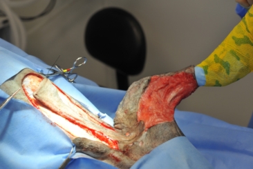Skin & Reconstructive Surgery